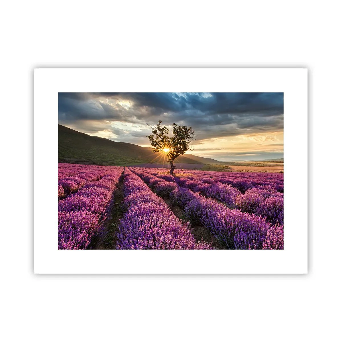 Plakat - Aromat w kolorze lila - 40x30 cm