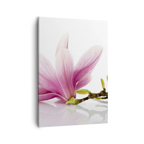 Obraz na płótnie - Delikatny różowy kwiat magnolii na białym tle - 50x70cm - Delikatne jak powiew wiosny - Nowoczesna dekoracja ścienna do salonu, kuchni i sypialni ARTTOR