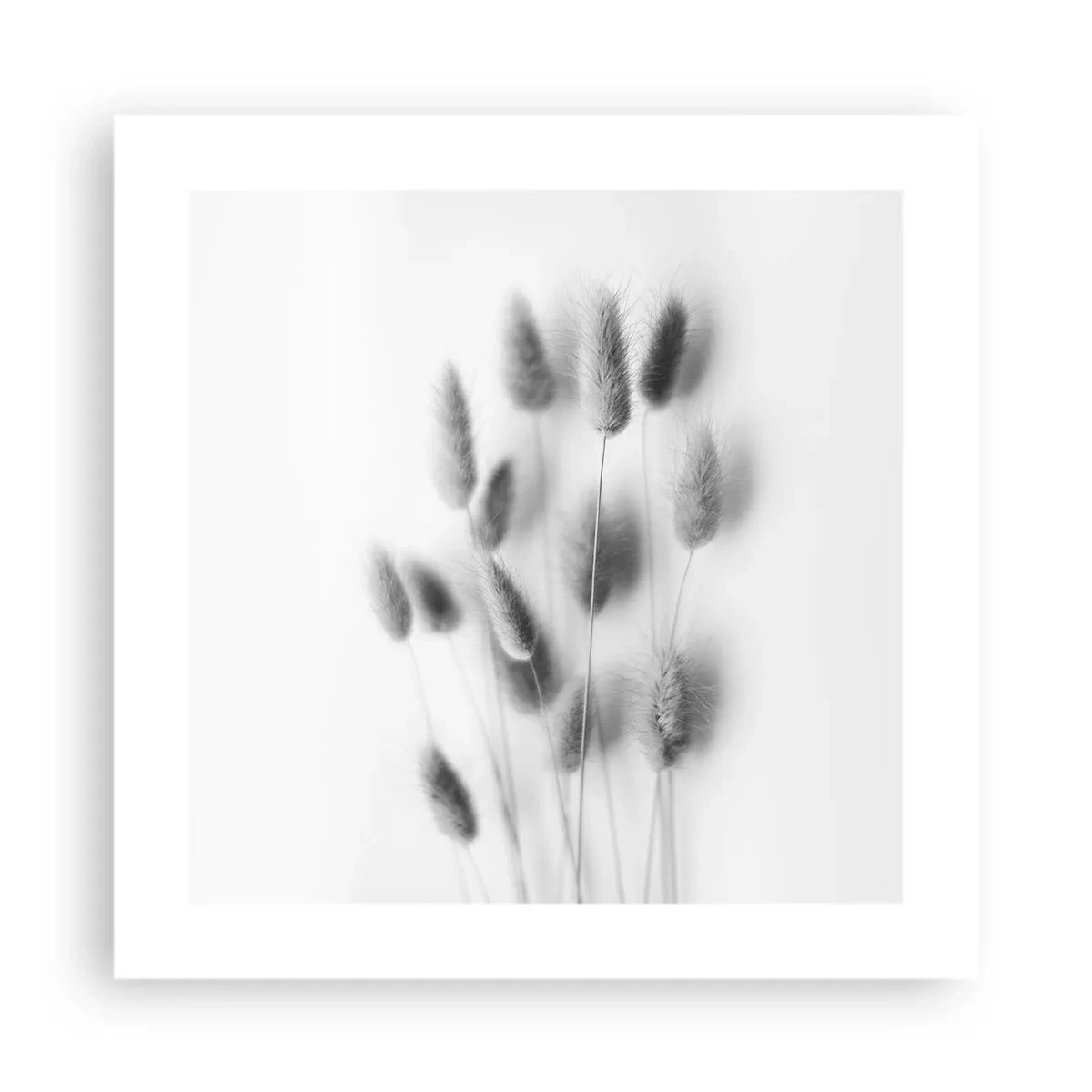 Plakat - Jej puszystość trawa - 40x40 cm