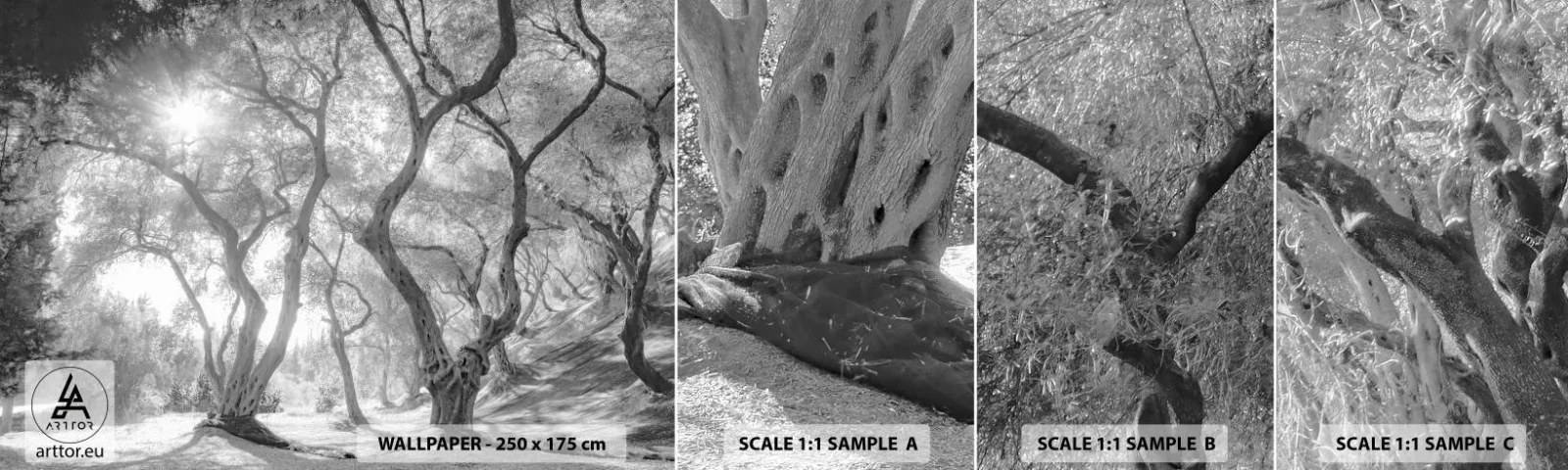 Fototapeta Próbka Samoprzylepna Deluxe Sticker - W oliwnym gaju - Las, Zima, Drzewa - 100x30 cm