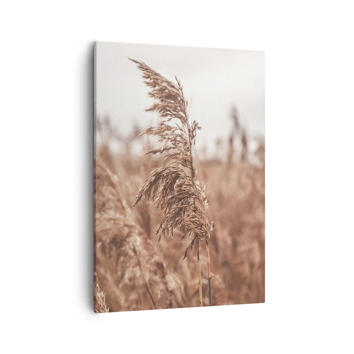 Obraz na płótnie - Kłos trzciny na tle rozmytego pola w ciepłych, beżowych odcieniach - 50x70cm - Na polach już jesień - Nowoczesna dekoracja ścienna do salonu, kuchni i sypialni ARTTOR