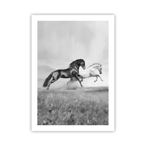 Plakat - Czarno-białe konie w dynamicznym galopie na tle pola - 50x70cm - Anioły i demony - Nowoczesna dekoracja ścienna do salonu, kuchni i sypialni ARTTOR