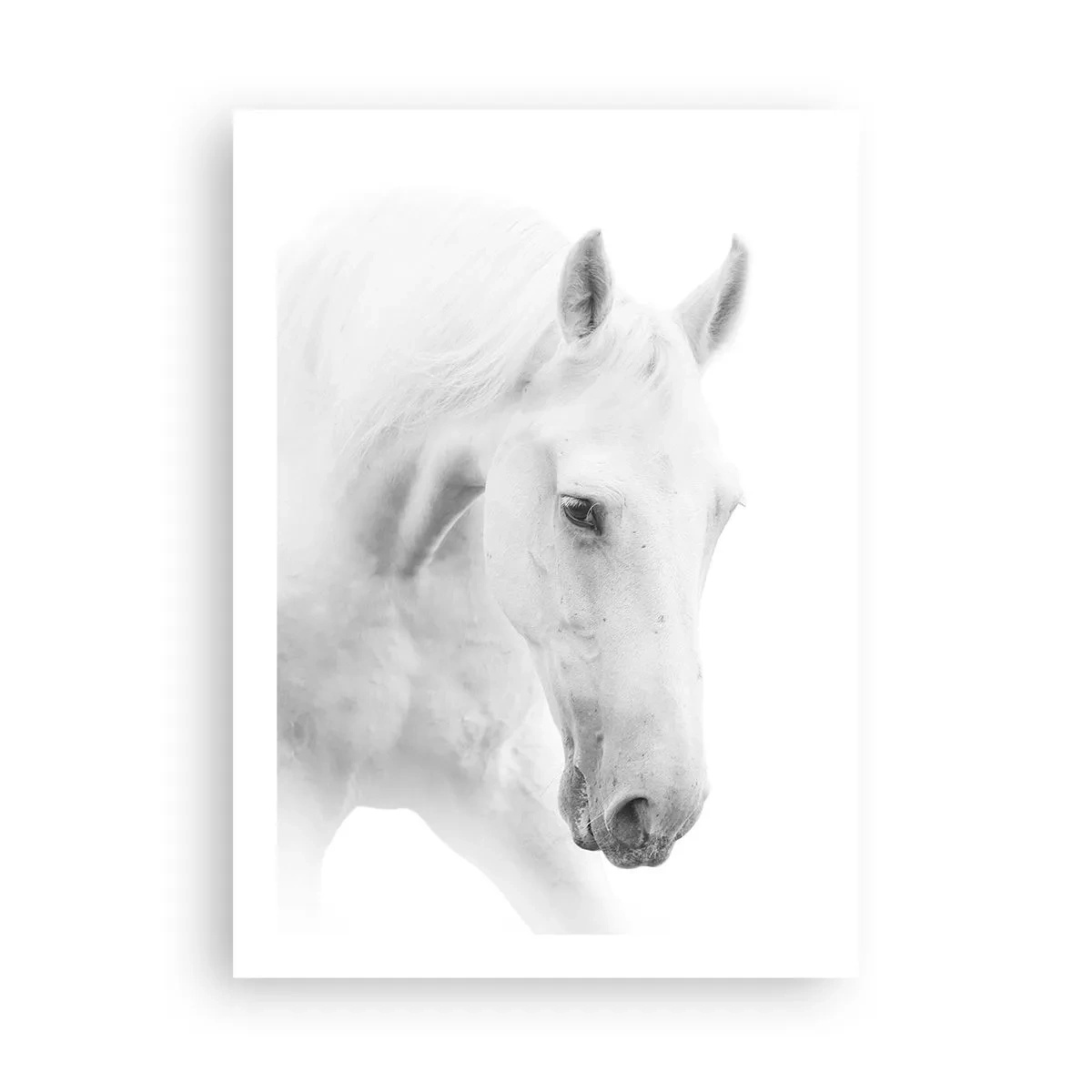 Plakat - Portret białego konia w minimalistycznym stylu - 50x70cm - Czy to jest przyjaźń…? - Nowoczesna dekoracja ścienna do salonu, kuchni i sypialni ARTTOR