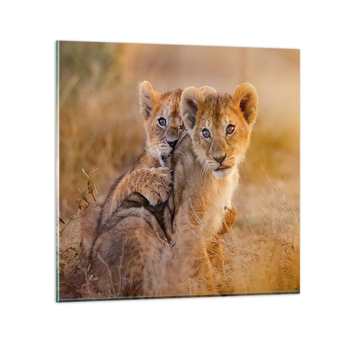 Obraz na szkle - Nie przeszkadzać! Bawimy się - 70x70 cm