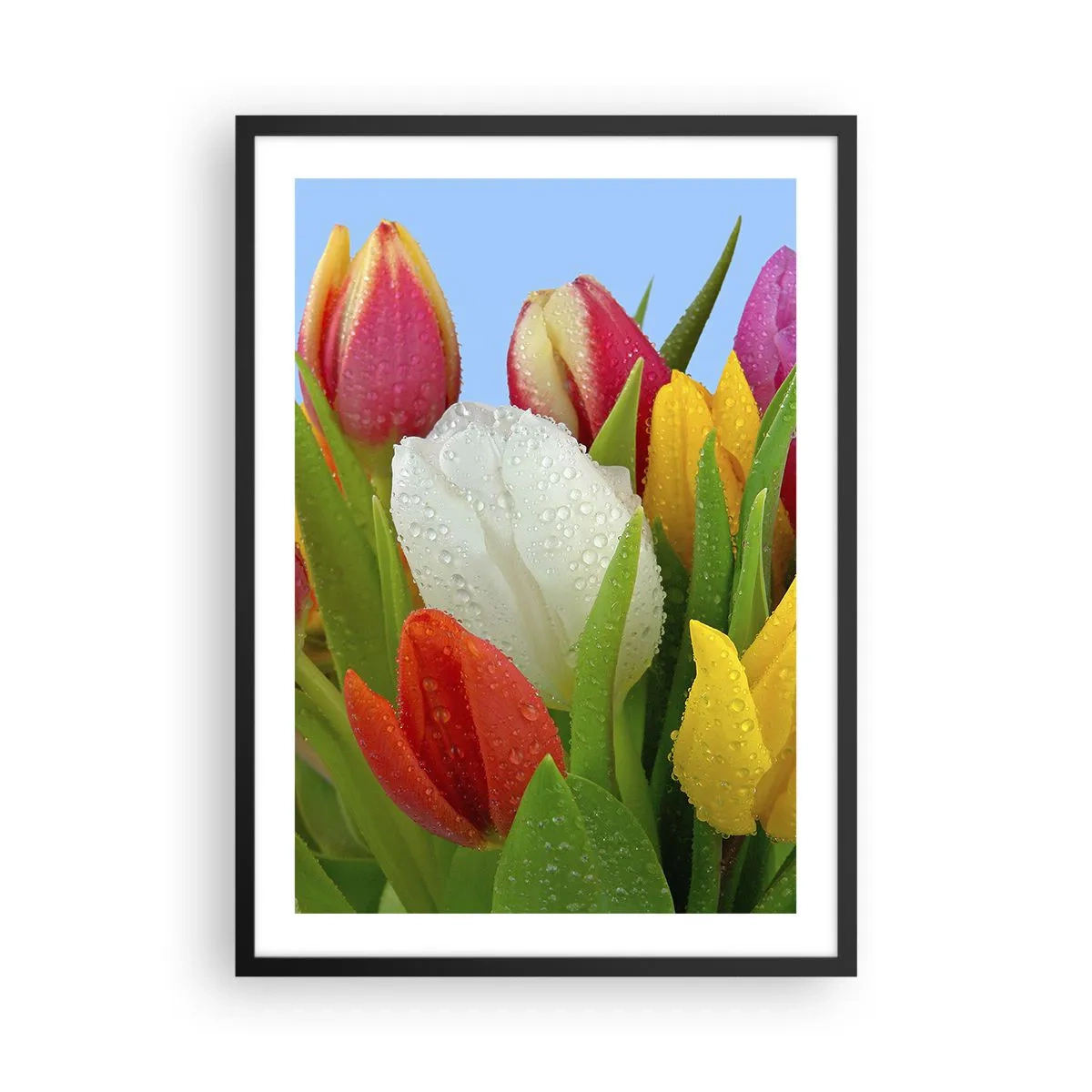 Plakat w czarnej ramie - Kolorowe tulipany z kroplami rosy na płatkach - 50x70cm - Kwiatowa tęcza w kroplach rosy - Nowoczesna dekoracja ścienna do salonu i sypialni ARTTOR