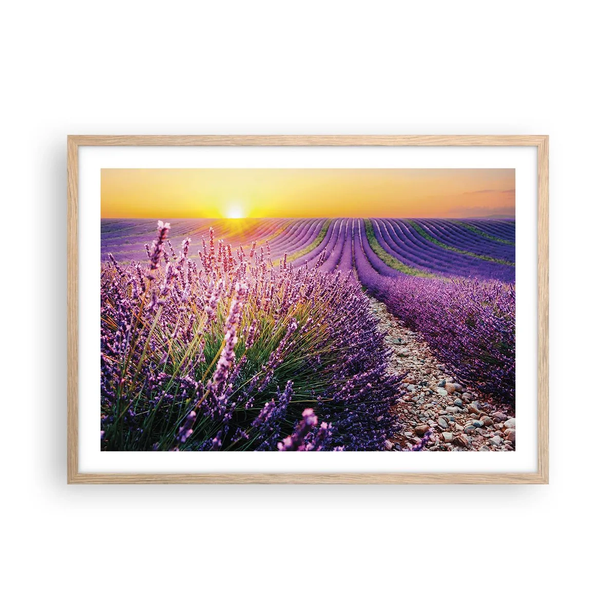 Plakat w ramie jasny dąb - Pachnący łan - 70x50 cm