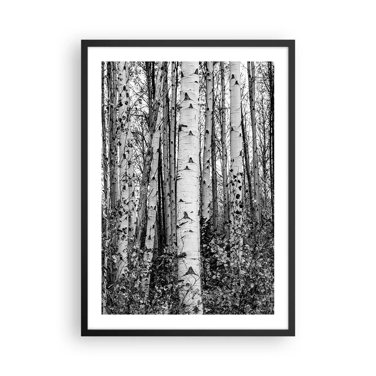 Plakat w czarnej ramie - Czarno-białe brzozy tworzące symetryczny las - 50x70cm - Brzozowa kolumnada - Nowoczesna dekoracja ścienna do salonu i sypialni ARTTOR