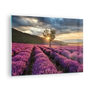 Obraz na szkle - Pole lawendy z samotnym drzewem w promieniach zachodzącego słońca - 70x50cm - Aromat w kolorze lila - Nowoczesna dekoracja ścienna do salonu i sypialni ARTTOR