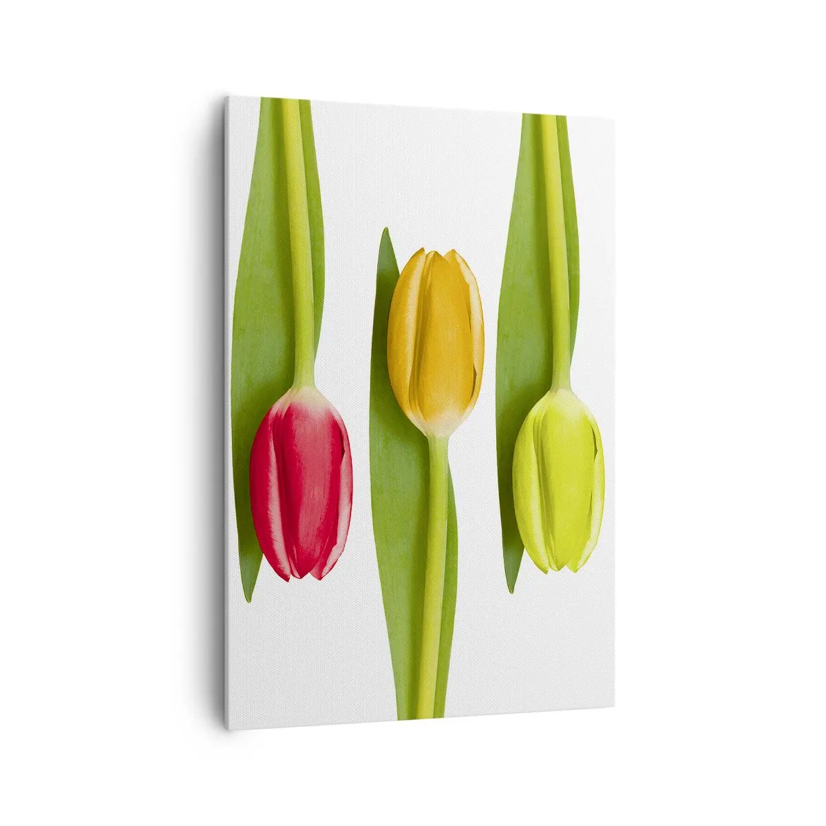 Obraz na płótnie - Różnokolorowe tulipany ułożone w rzędzie na białym tle - 70x100cm - Tęczowa kompozycja - Nowoczesna dekoracja ścienna do salonu i sypialni ARTTOR