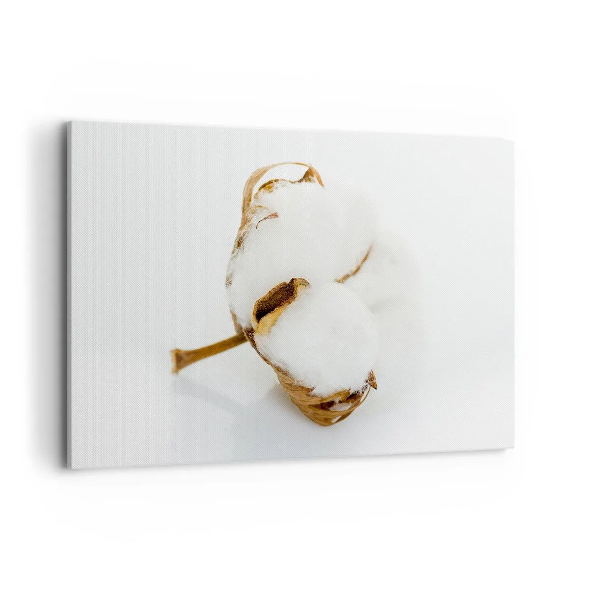 Obraz na płótnie - Gałązka bawełny na jasnym tle w minimalistycznym ujęciu - 100x70cm - Miękka z natury - Nowoczesna dekoracja ścienna do salonu, kuchni i sypialni ARTTOR