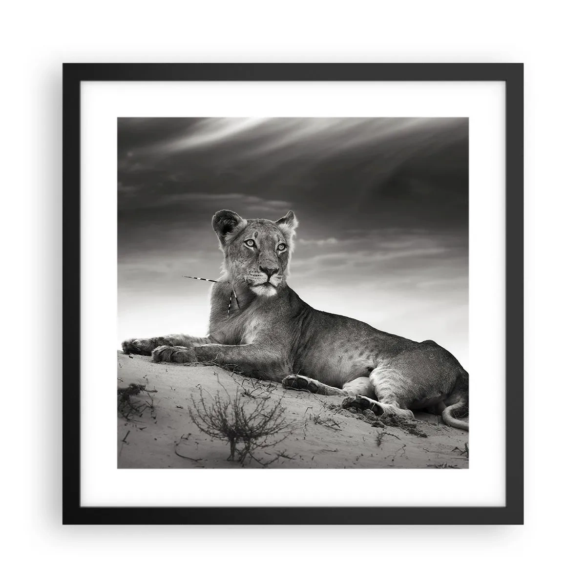 Plakat w czarnej ramie - Odpoczynek królowej pustyni - 40x40 cm