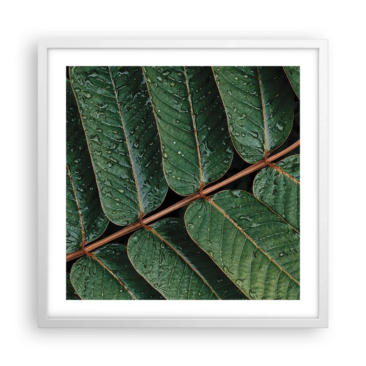 Plakat w białej ramie - W zielonym rytmie - 50x50 cm