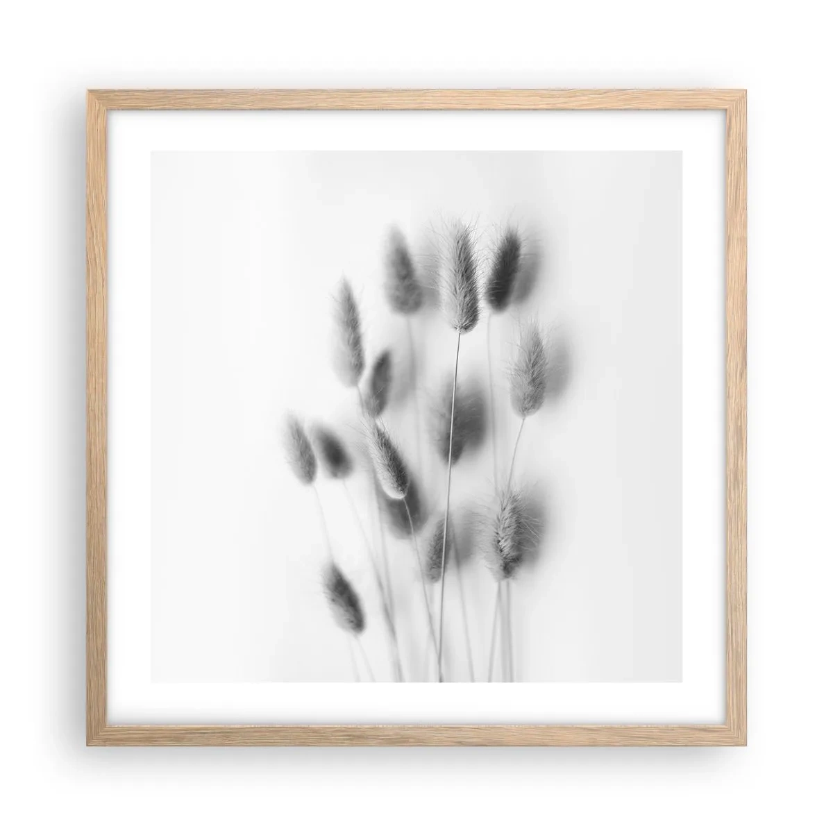 Plakat w ramie jasny dąb - Jej puszystość trawa - 50x50 cm