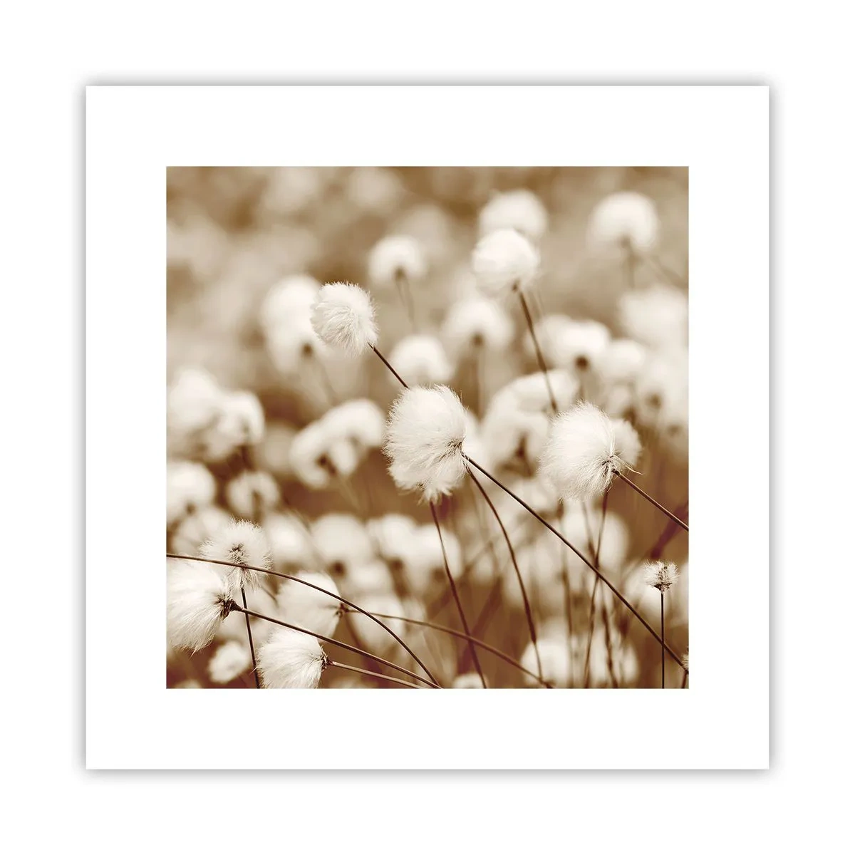 Plakat - Puszysty łan - 30x30 cm