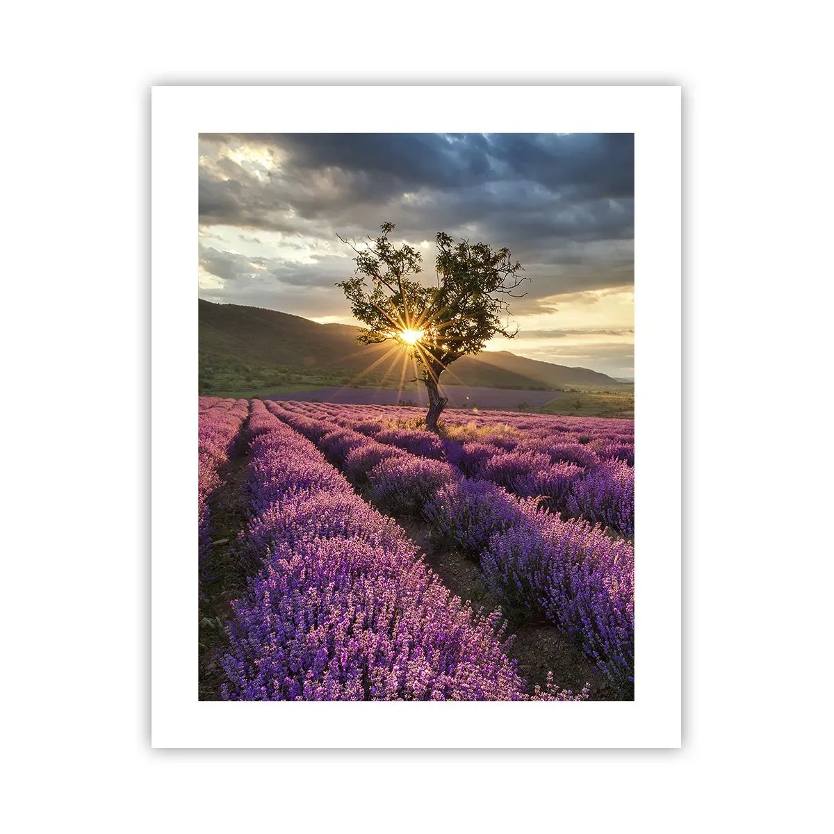 Plakat - Aromat w kolorze lila - 40x50 cm