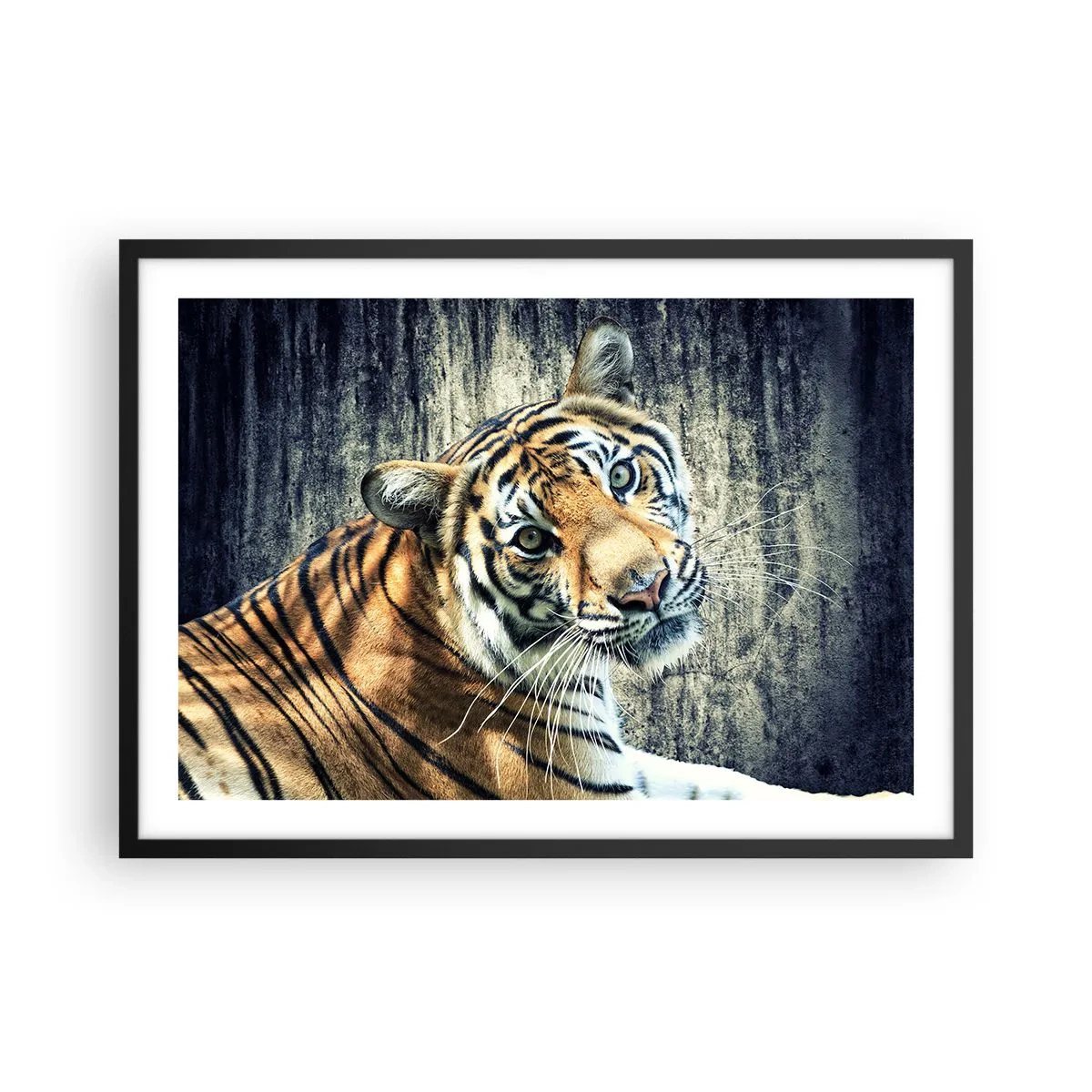Plakat w czarnej ramie - Tygrys leżący na tle surowej tekstury ściany - 70x50cm - Portret w strugach światła - Nowoczesna dekoracja ścienna do salonu i sypialni ARTTOR