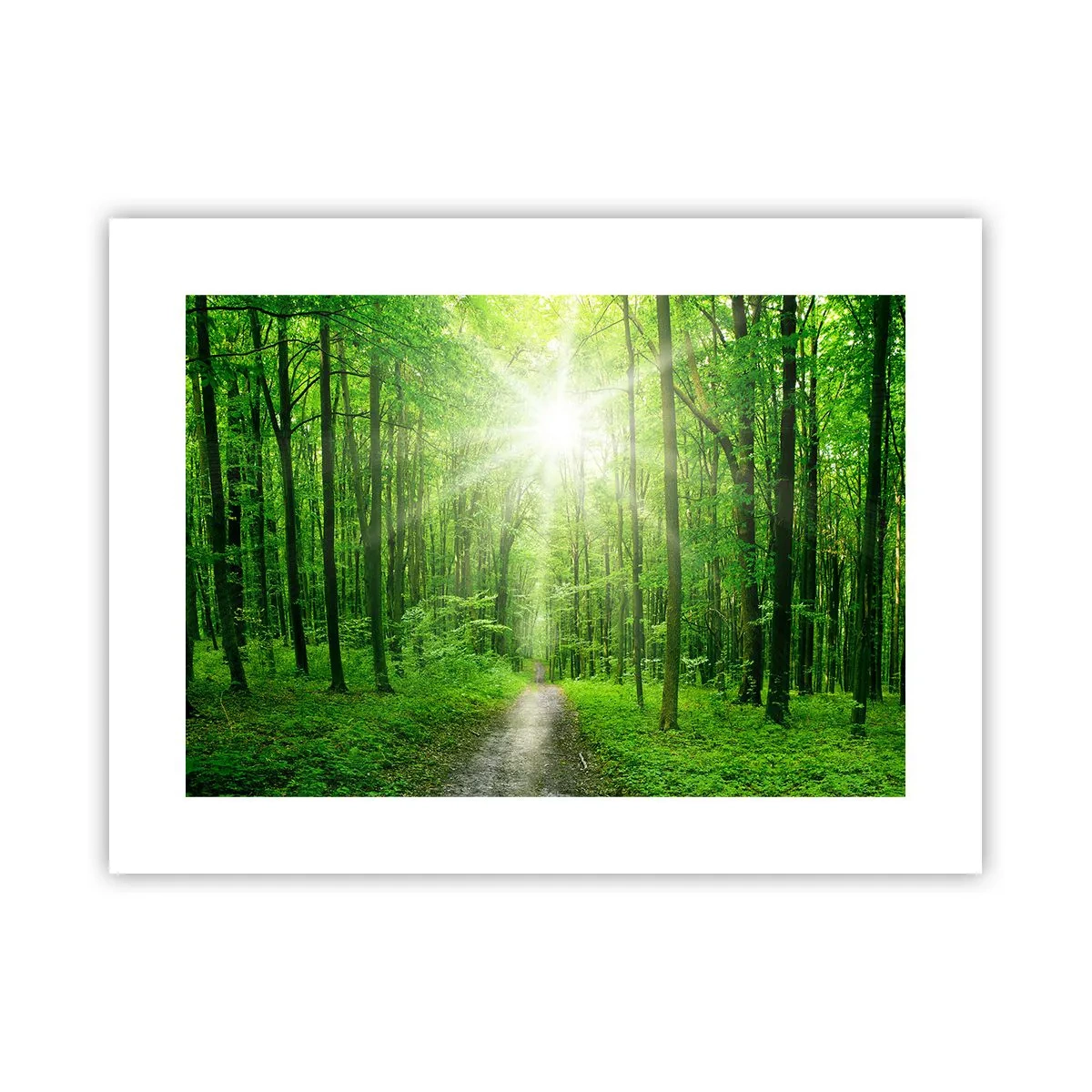 Plakat - Zielona katedra - 40x30 cm