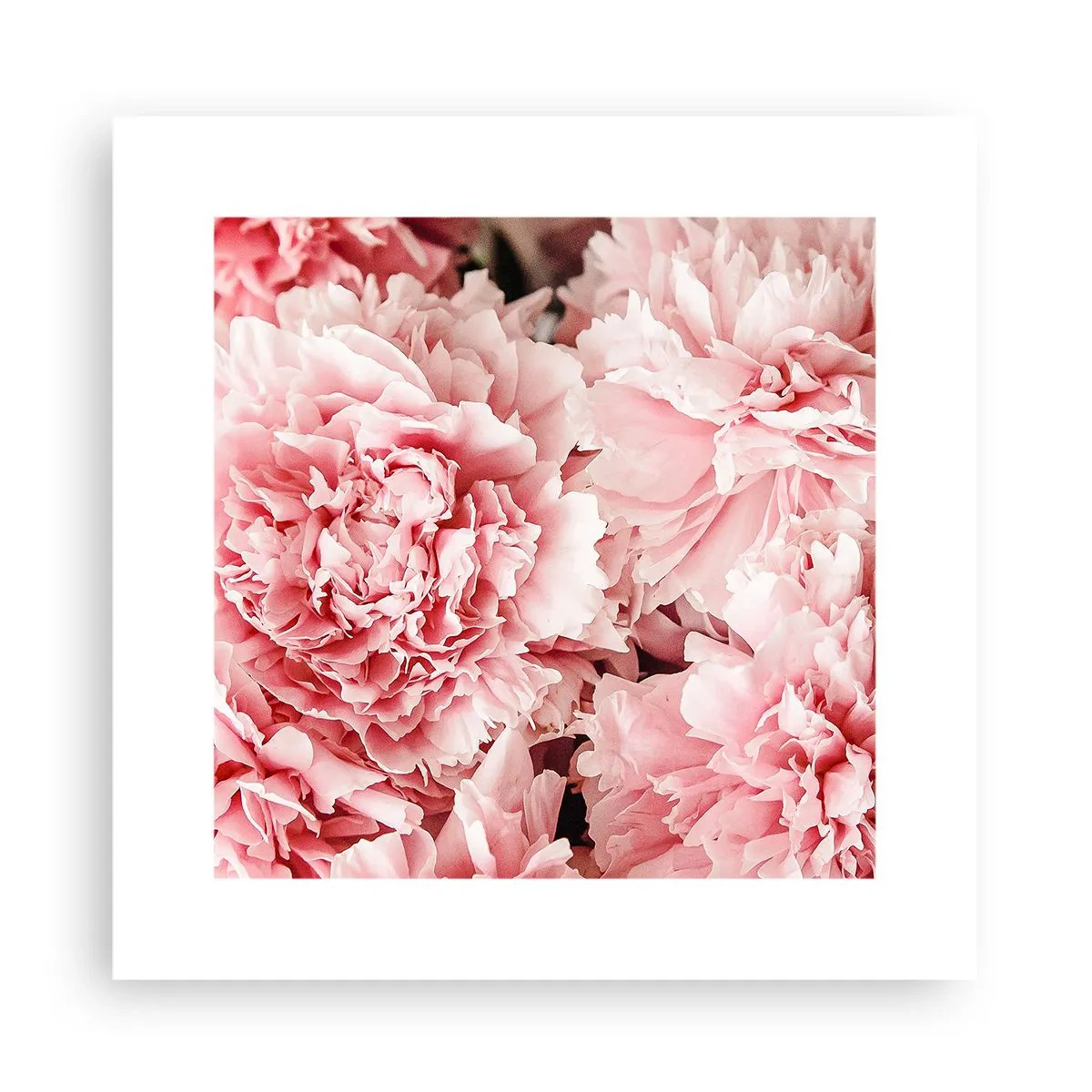 Plakat - Różowe marzenie - 30x30 cm