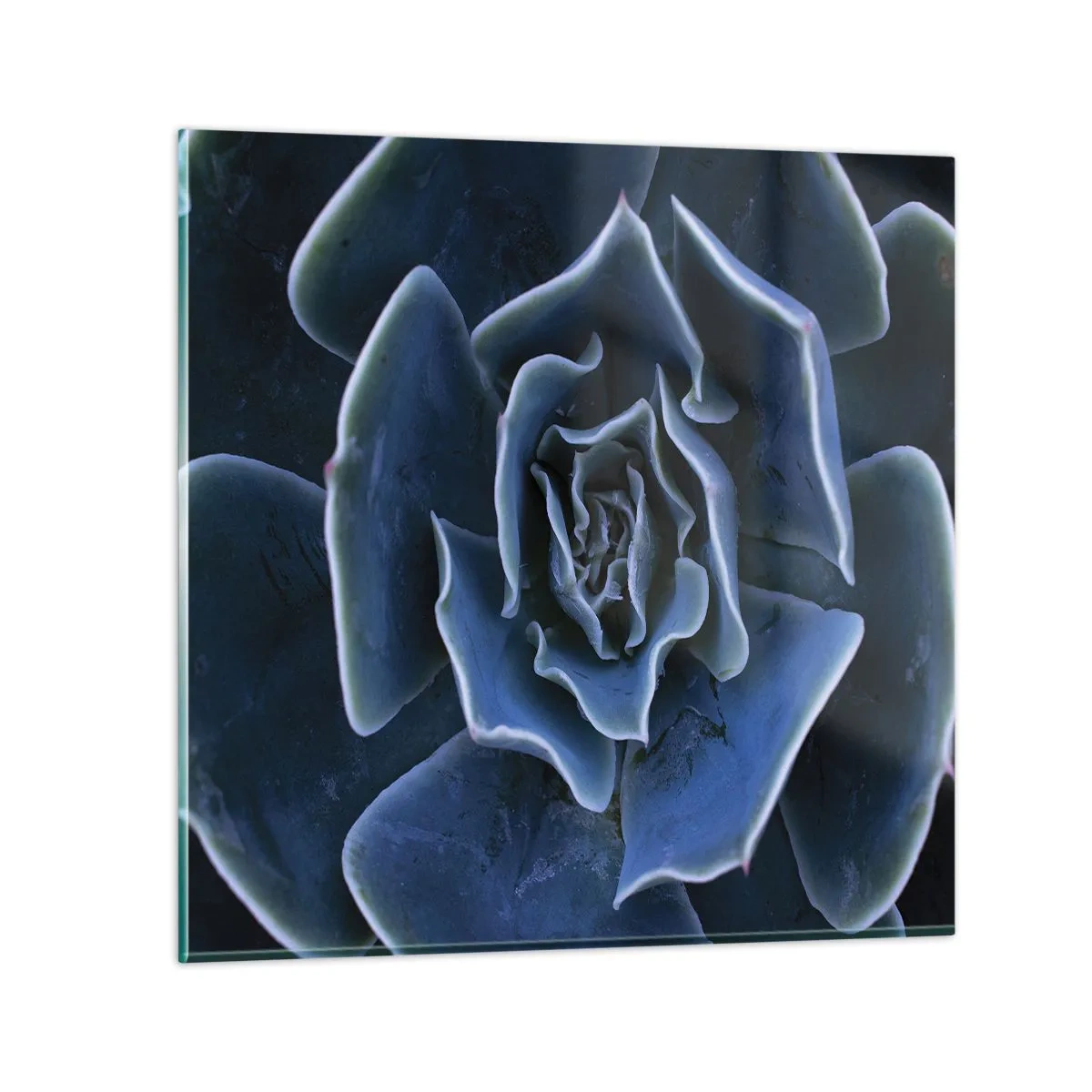 Obraz na szkle - Kwiat pustyni - 70x70 cm