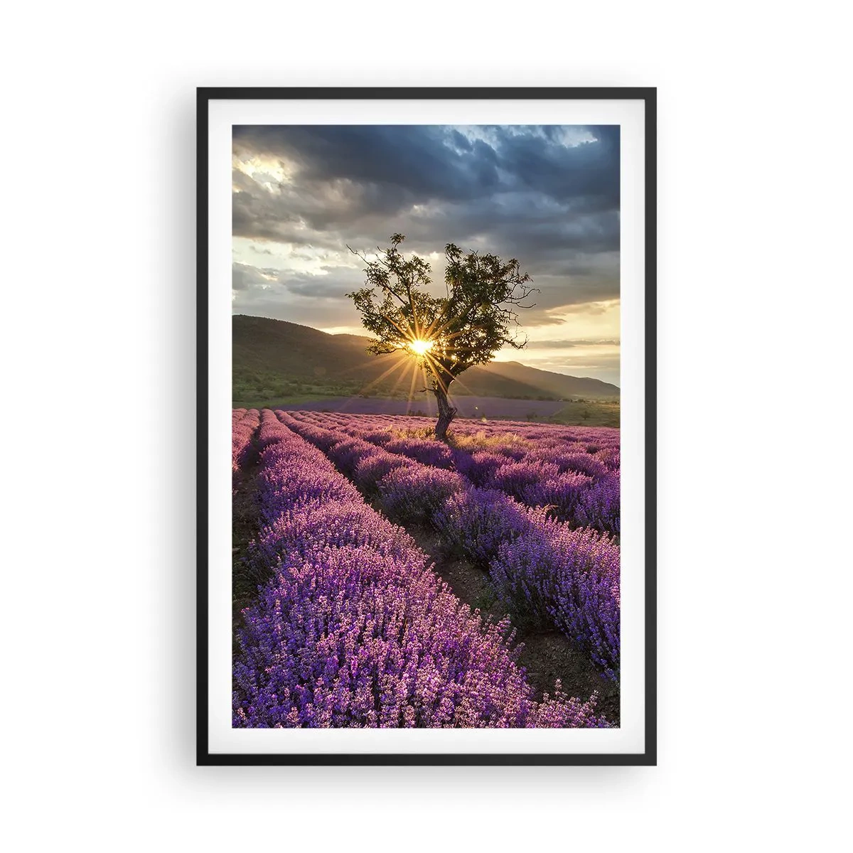 Plakat w czarnej ramie - Aromat w kolorze lila - 61x91 cm