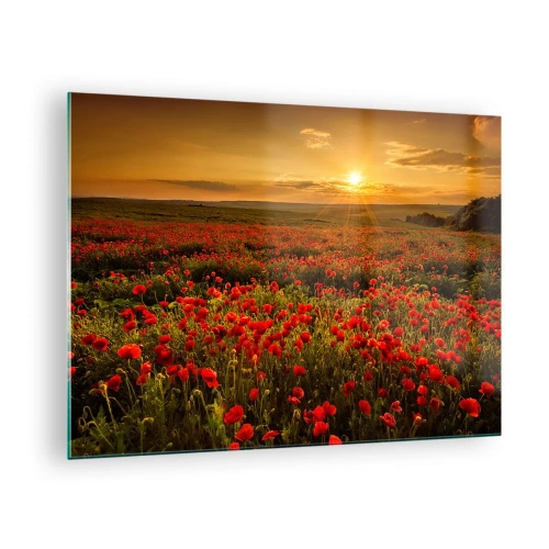 Obraz na szkle - Pole maków oświetlone promieniami zachodzącego słońca - 70x50cm - Wśród fali łąk szumiących, wśród kwiatów powodzi - Nowoczesna dekoracja ścienna do salonu i sypialni ARTTOR