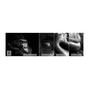 Fototapeta Próbka Samoprzylepna Deluxe Sticker - I co się patrzysz? - Małpa, Goryl, Zwierzęta - 100x30 cm