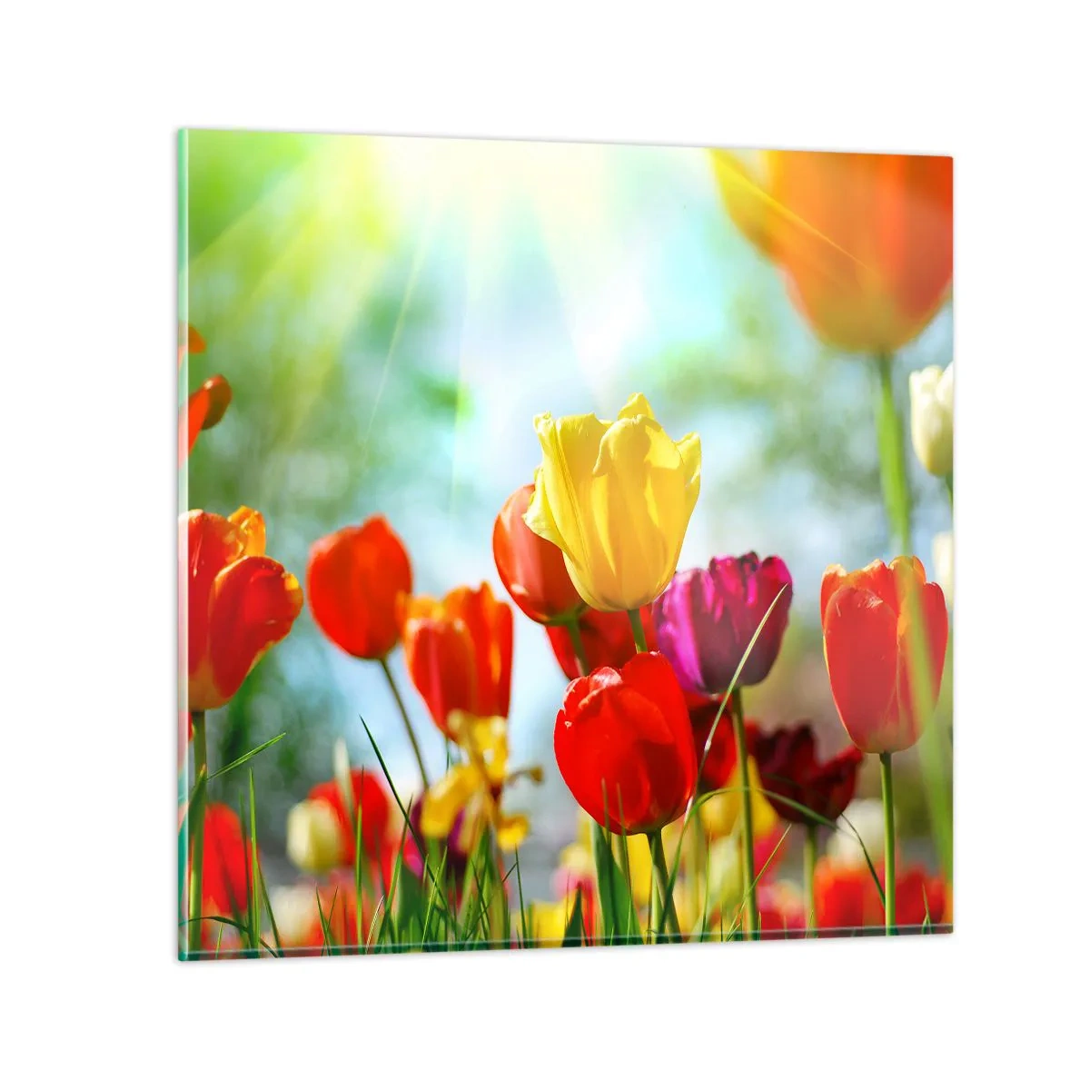 Obraz na szkle - Wszystkie barwy słońca - 70x70 cm