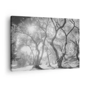 Obraz na płótnie - Czarno-biały widok na drzewa w oliwnym gaju z promieniami słońca - 70x50cm - W oliwnym gaju - Nowoczesna dekoracja ścienna do salonu i sypialni ARTTOR