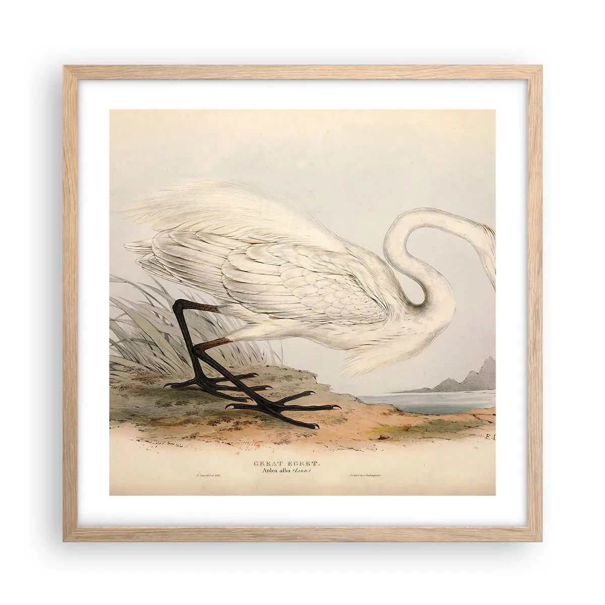 Plakat w ramie jasny dąb - Pani na szuwarach - 50x50 cm