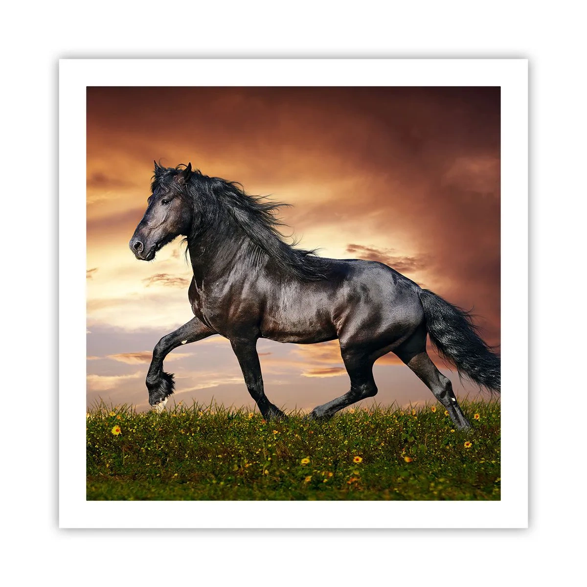 Plakat - Czarny książę - 60x60 cm