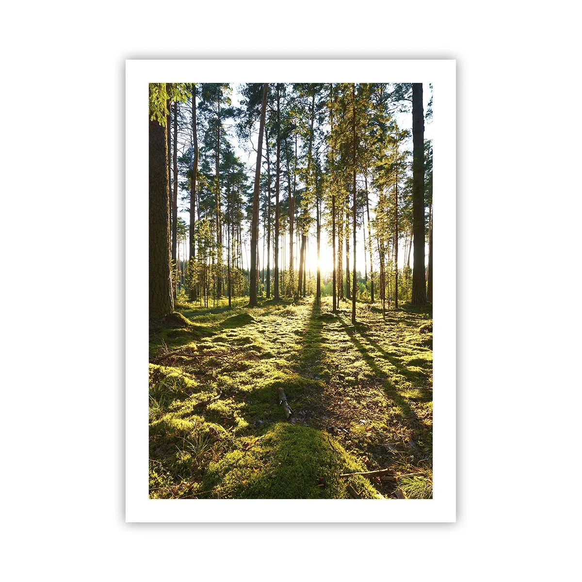 Plakat - Zielony las o poranku z promieniami wschodzącego słońca - 50x70cm - …Za siedmioma lasami - Nowoczesna dekoracja ścienna do salonu, kuchni i sypialni ARTTOR