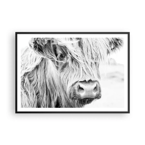Plakat w czarnej ramie - Portret szkockiej krowy w czerni i bieli - 100x70cm - Szkocka dzikość - Nowoczesna dekoracja ścienna do salonu i sypialni ARTTOR