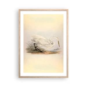 Plakat w ramie jasny dąb - Pani na szuwarach - 50x70 cm