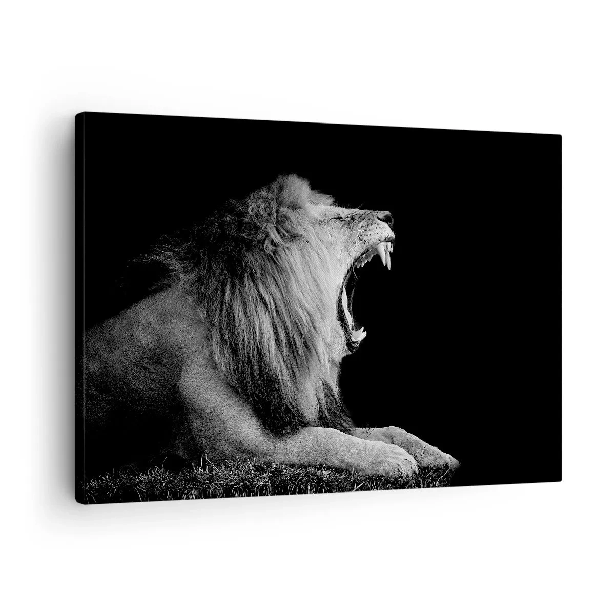 Obraz na płótnie - Ryczący lew na czarnym tle w czarno-białej tonacji - 70x50cm - Bez żadnych wątpliwości - Nowoczesna dekoracja ścienna do salonu i sypialni ARTTOR