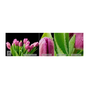 Fototapeta Próbka Premium Sand - Liliowa radość wiosny - Kwiaty, Tulipany, Bukiet Kwiatów - 100x30 cm