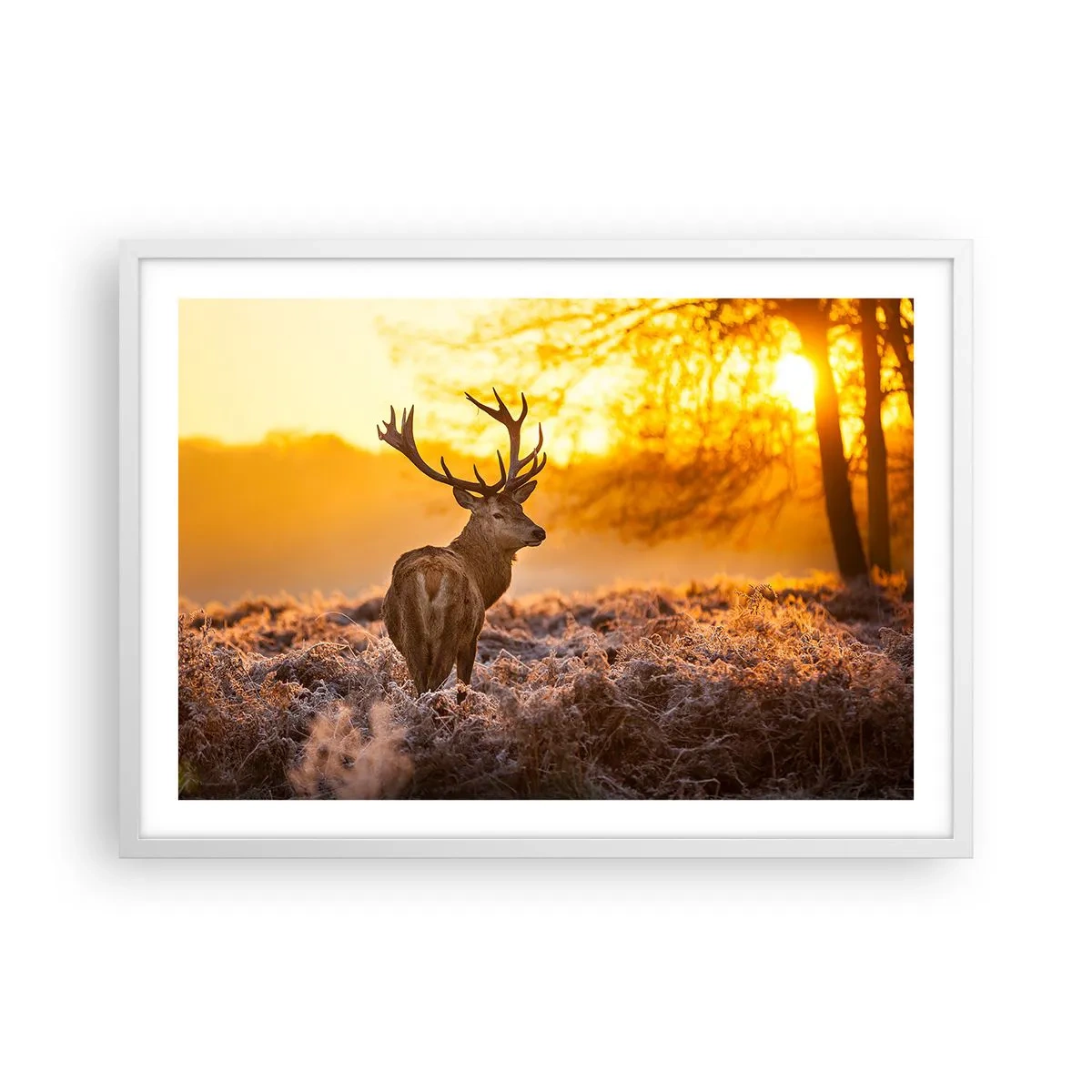 Plakat w białej ramie - Król jesiennego lasu - 70x50 cm