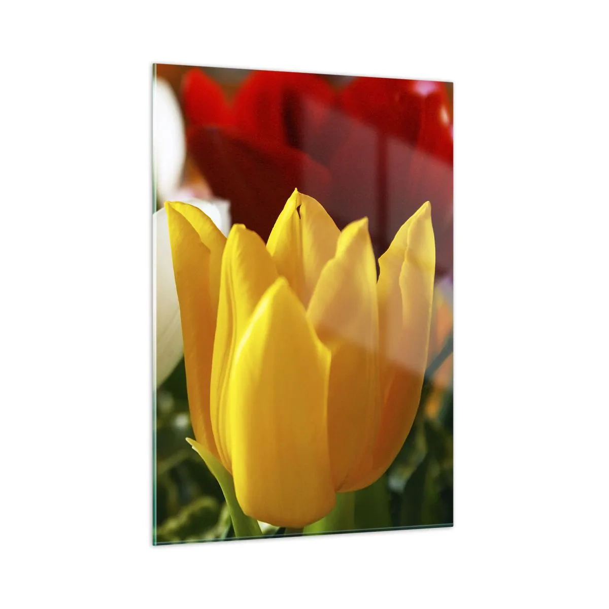 Obraz na szkle - Kolorowe tulipany w zbliżeniu - 50x70cm - Tulipanowa gorączka - Nowoczesna dekoracja ścienna do salonu, kuchni i sypialni ARTTOR