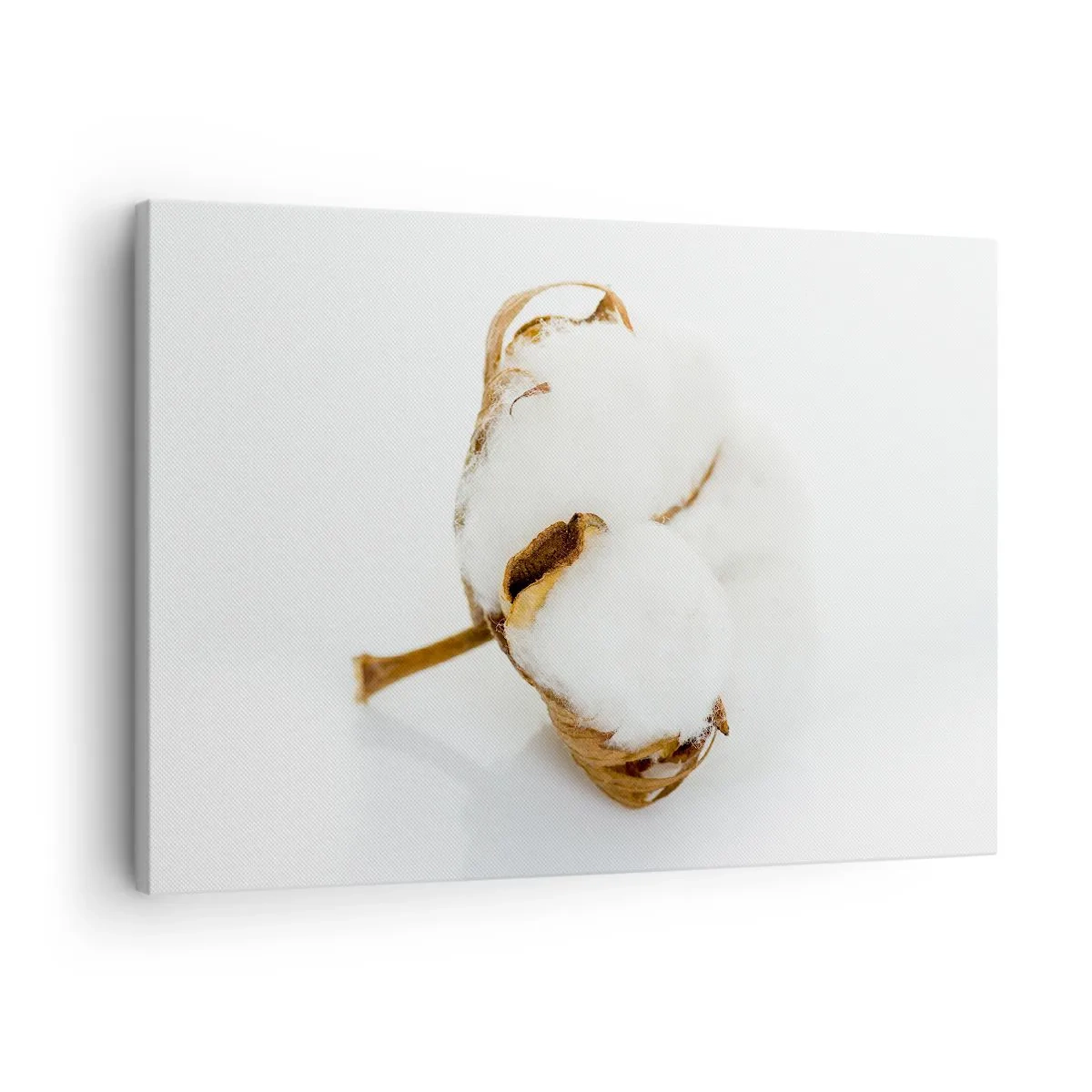 Obraz na płótnie - Gałązka bawełny na jasnym tle w minimalistycznym ujęciu - 70x50cm - Miękka z natury - Nowoczesna dekoracja ścienna do salonu i sypialni ARTTOR