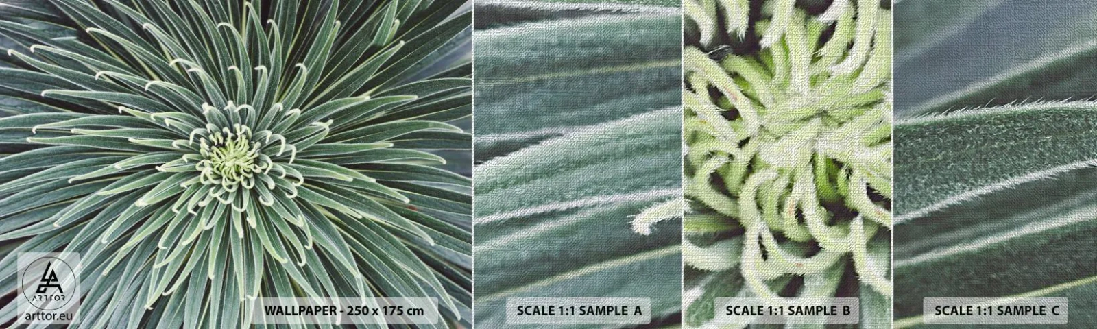 Fototapeta Próbka Premium Canvas - Narodziny gwiazdy - Kwiat Agawy, Agawa, Kwiaty - 100x30 cm