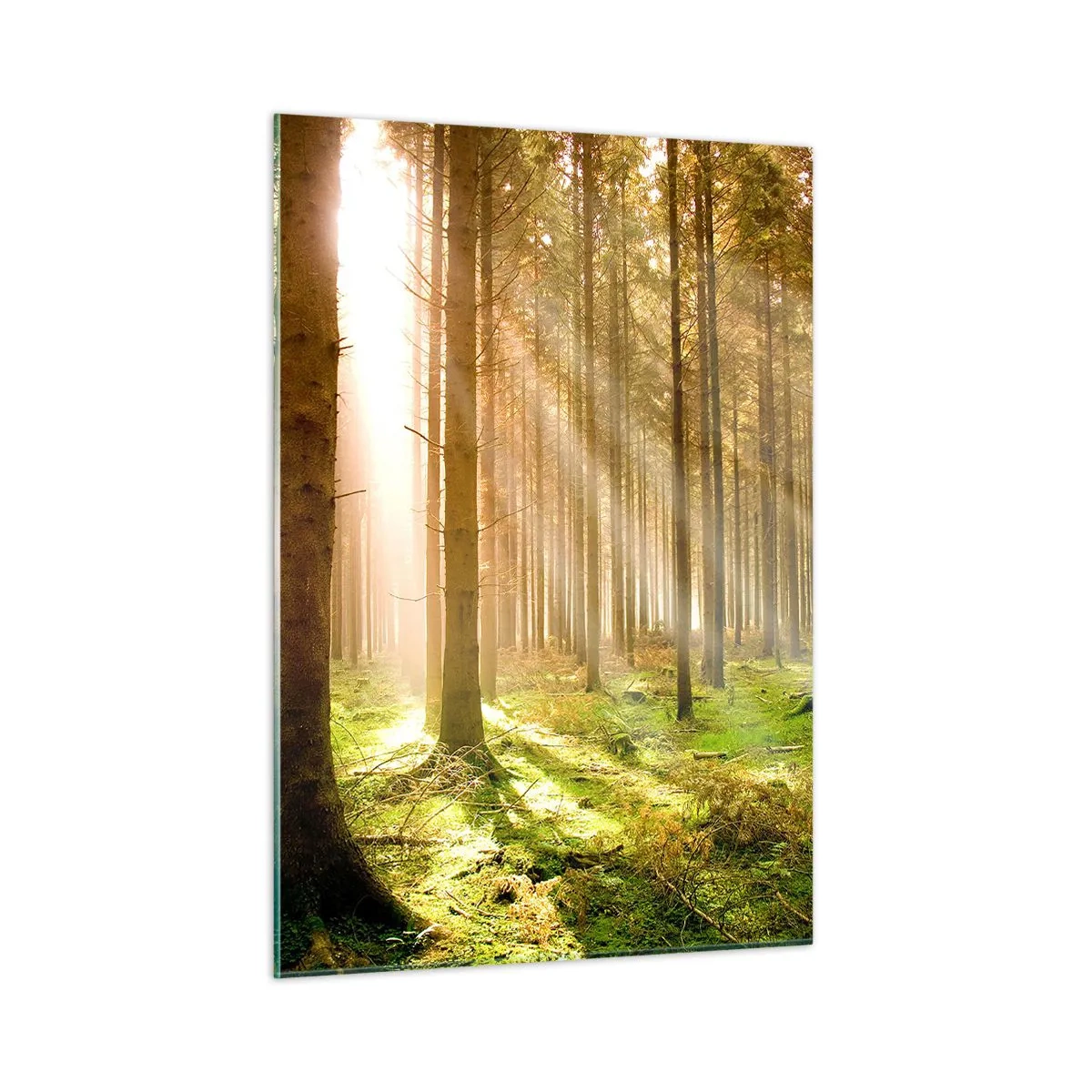 Obraz na szkle - Promienie słońca przenikające przez drzewa w lesie - 50x70cm - Zaraz pojawią się elfy - Nowoczesna dekoracja ścienna do salonu, kuchni i sypialni ARTTOR
