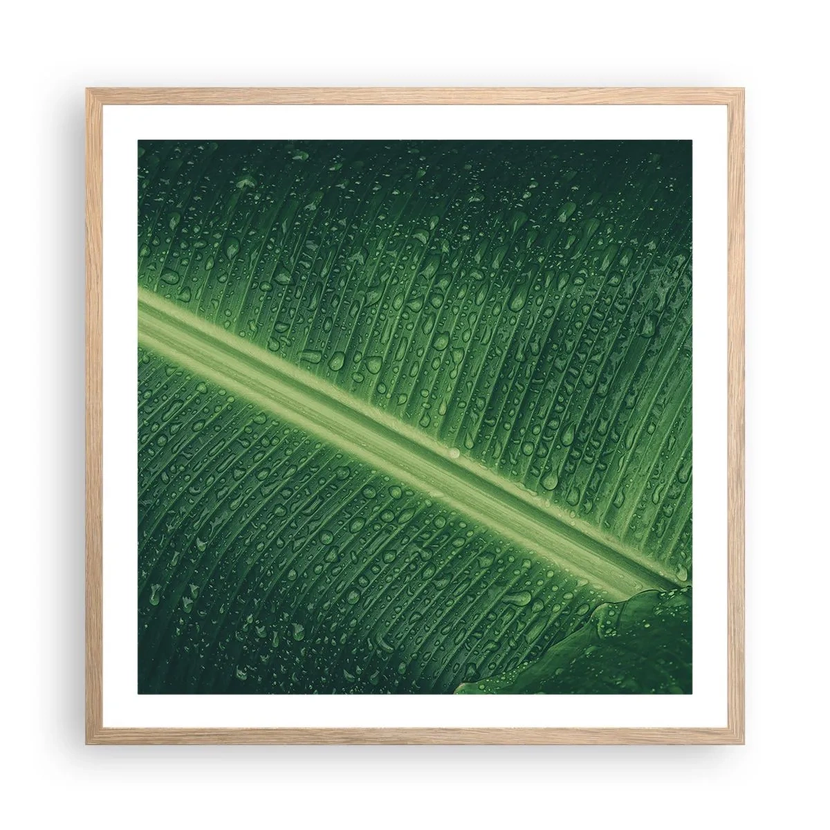 Plakat w ramie jasny dąb - Struktura zieleni - 60x60 cm