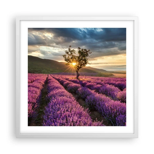 Plakat w białej ramie - Aromat w kolorze lila - 50x50 cm