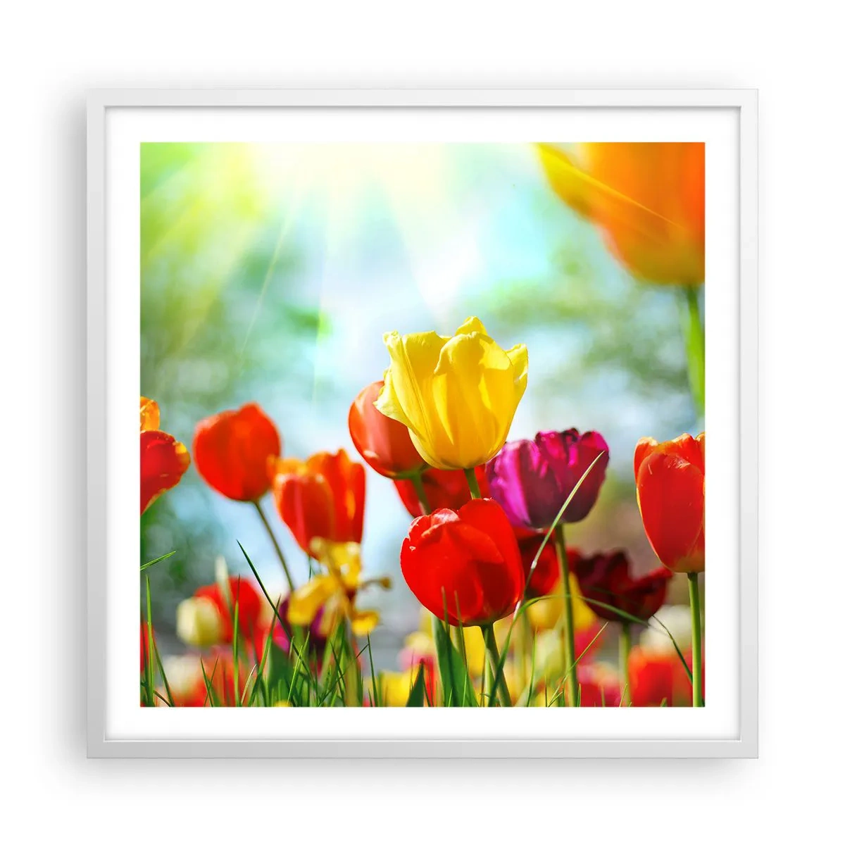 Plakat w białej ramie - Wszystkie barwy słońca - 60x60 cm