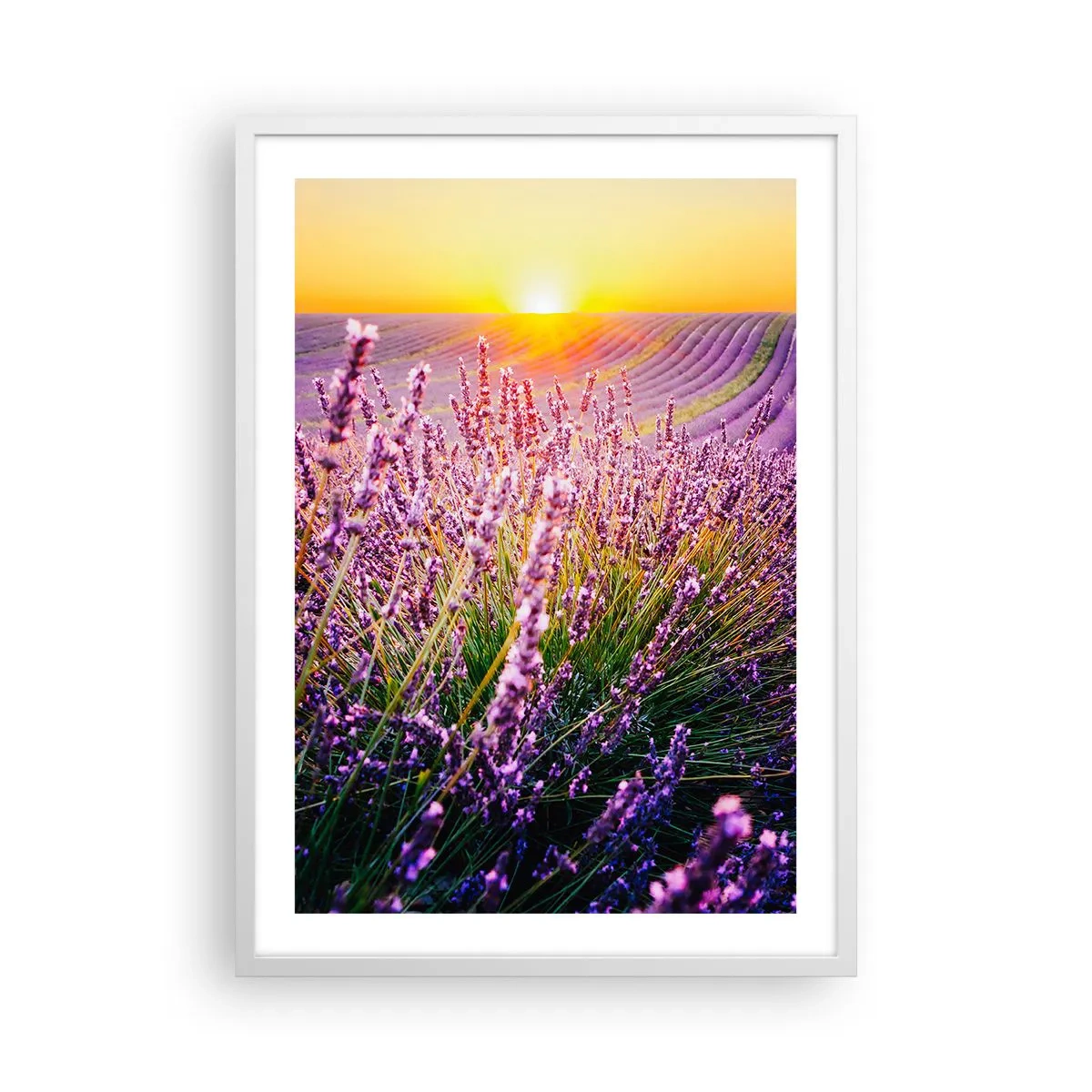 Plakat w białej ramie - Pachnący łan - 50x70 cm