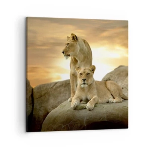 Obraz na płótnie - Królewski majestat - 50x50 cm