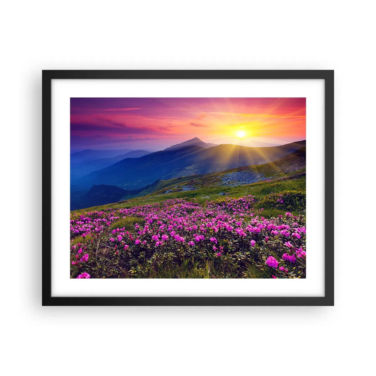 Plakat w czarnej ramie - … A dokoła pachnie kosodrzewina i wonieją zioła - 50x40 cm