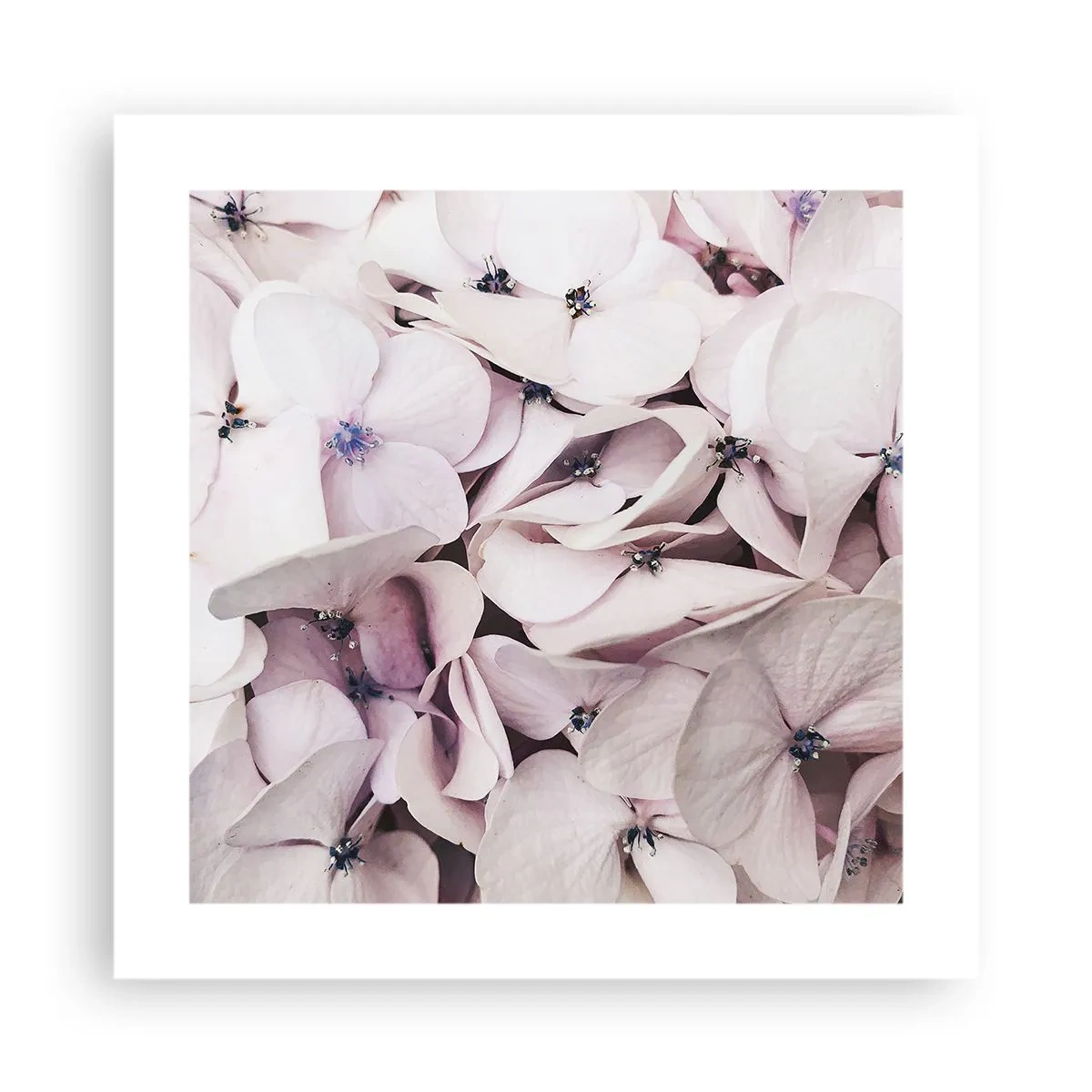 Plakat - W powodzi kwiatów - 40x40 cm