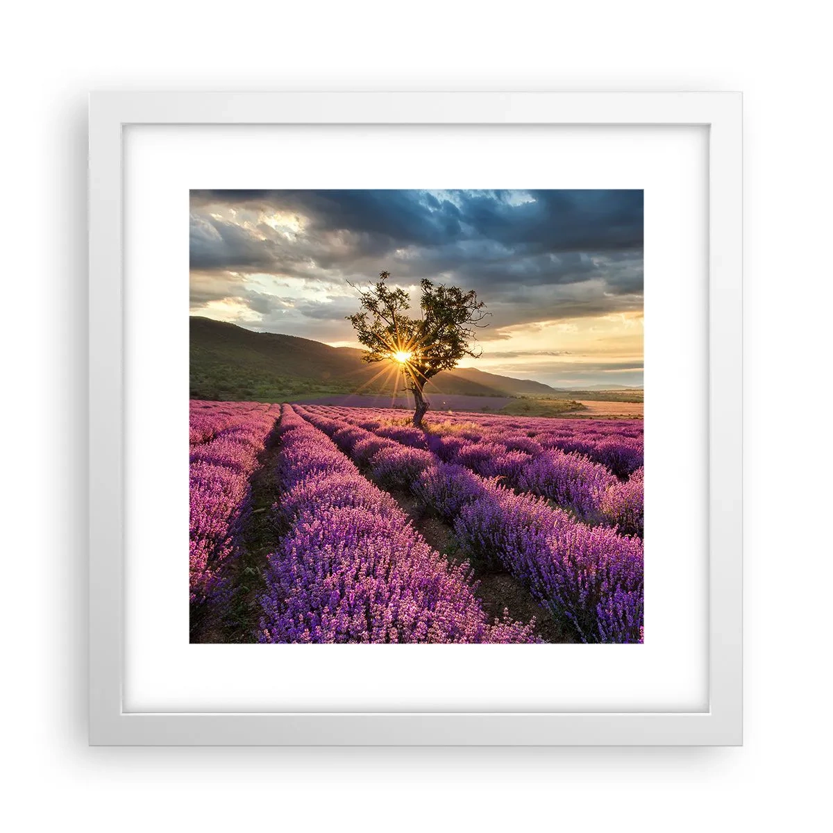 Plakat w białej ramie - Aromat w kolorze lila - 30x30 cm