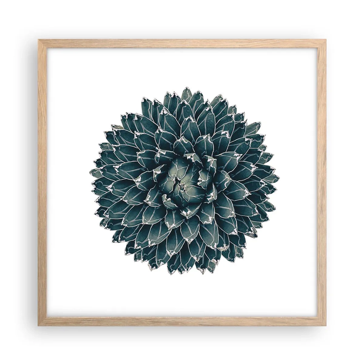 Plakat w ramie jasny dąb - Gwiazda pustyni - 50x50 cm