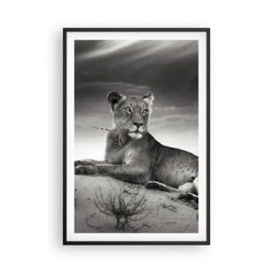 Plakat w czarnej ramie - Odpoczynek królowej pustyni - 61x91 cm